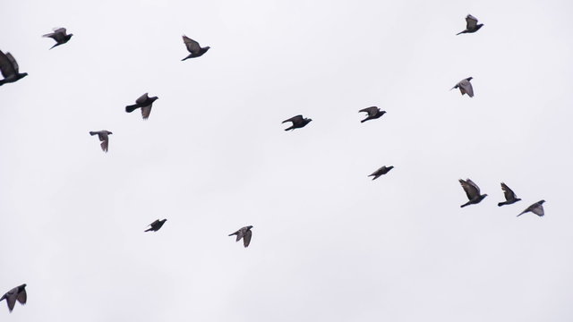 Pigeon Flock in Flight