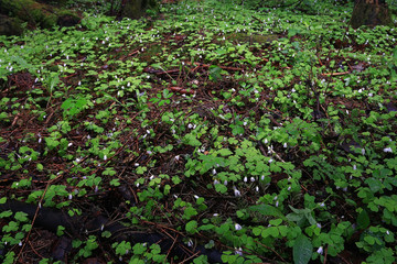 Green shamrock texture