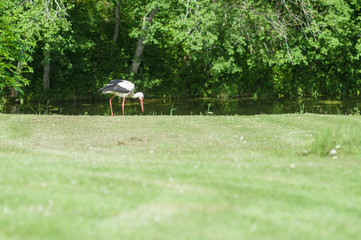 Obraz na płótnie Canvas Stork on the green grass, blurred front