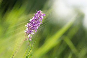 Orchis