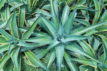 Fototapeta premium Sharp pointed agave plant leaves