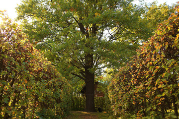 Fototapeta premium Summer in the city park landscape