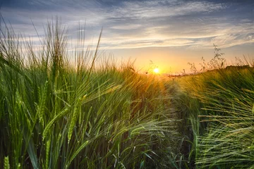 Fotobehang Rural landscape with wheat field on sunset © TTstudio