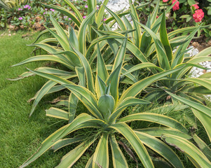 Sharp pointed agave plant leaves