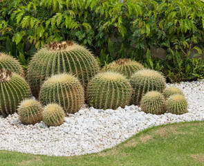 Fototapeta na wymiar cactus close up