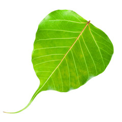 Green Leaf isolated 