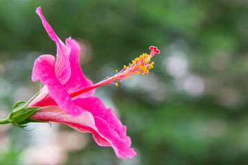 Yellow anther, Pink hibiscus flower with leaves on green backgro