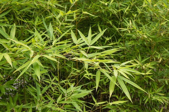 close up of fresh bamboo leaves