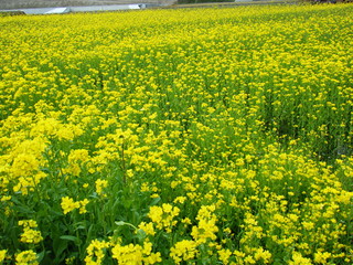 Obraz premium Yellow field