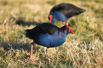 Two Pukeko birds
