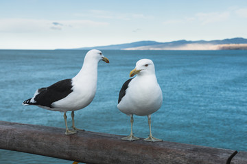 Two seagulls on wooden railing of a pier
