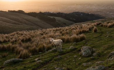 Sunset on up-hill pasture