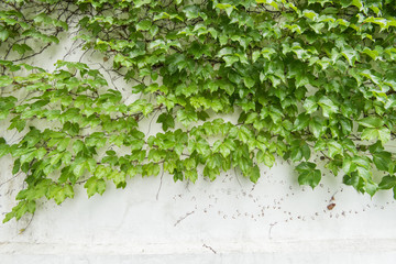 ivy leaves isolated on a white background