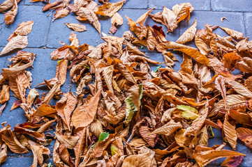 Herbstlaub