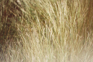 grass background. beautiful grass made with color filters