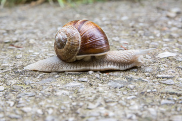 Weinbergschnecke