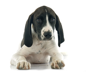 puppy Braque d'Auvergne © cynoclub