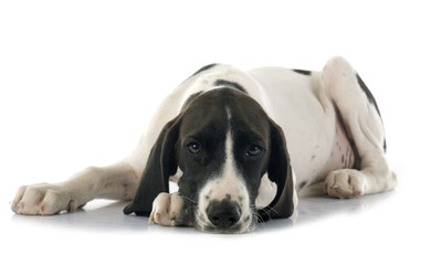 puppy Braque d'Auvergne