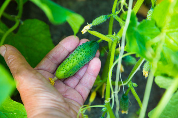 Cucumber in the hands of a farmer