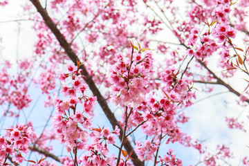 Japanese cherry blossom in spring