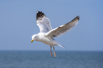 Silbermöwe, Larus argentatus Pontoppidan im Flug