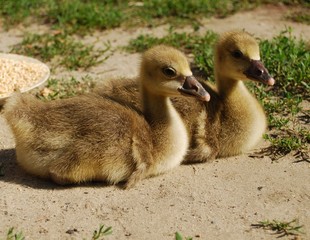Two gosling in a meadow