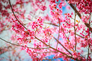 Japanese cherry blossom in spring
