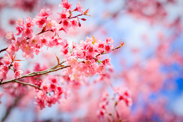Japanese cherry blossom in spring