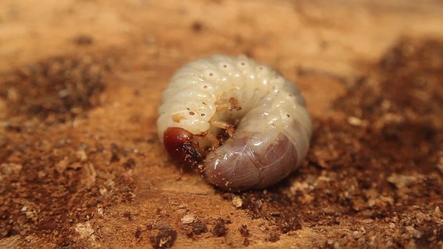 bark beetle larva view from the front
