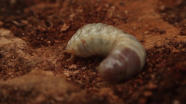 bark beetle larva, ticks the larva