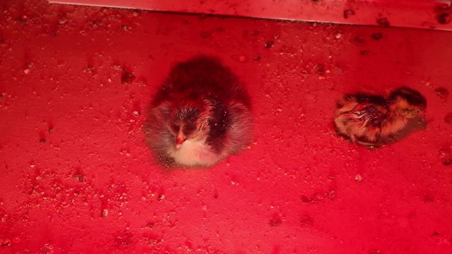 Newly hatched youngling chicken

