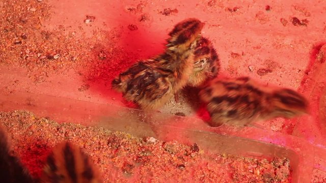 Newly hatched  group youngling quail