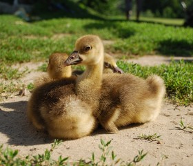 Three goslings bask in the sun
