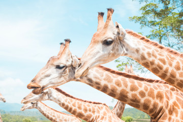 giraffe on a farm in Thailand 
