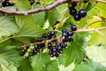 Schwarze Johannisbeere am Strauch