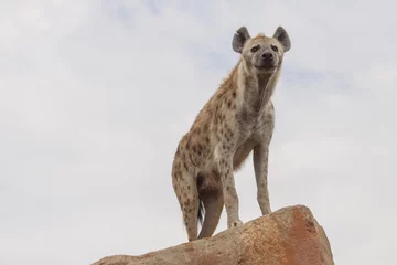 Fotobehang Hyena hyena