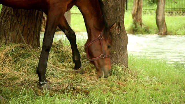 horse eats grass near the river
