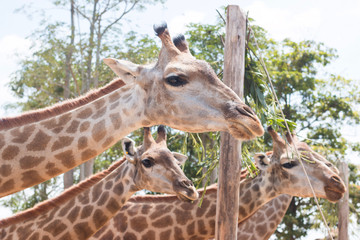 giraffe on a farm in Thailand 
