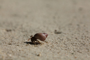 crab on sand beach coast