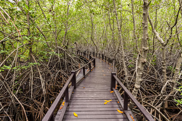 Wooden bridge the forest mangrove at Petchaburi, Thailand