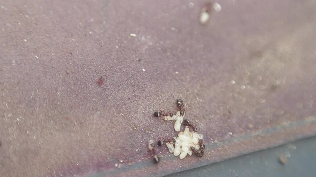 ants and grubs
