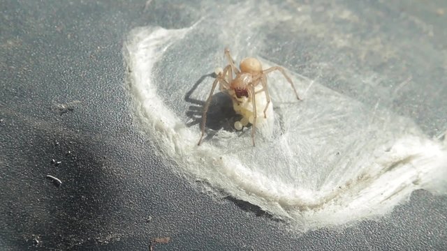 spider protects clutch of eggs
