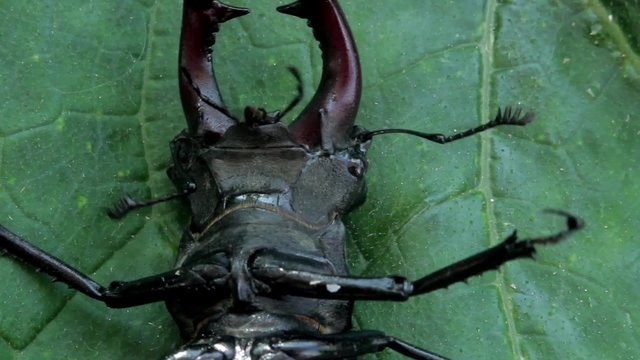 Stag beetle on its back
