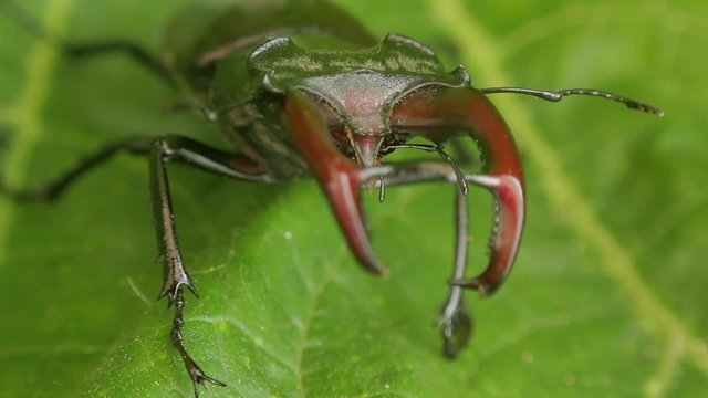 stag beetle on green leaf
