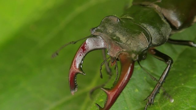 stag beetle on green leaf
