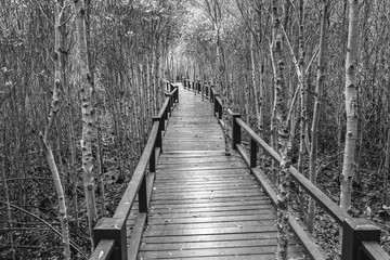 Fototapeta premium Wooden bridge the forest mangrove at Petchaburi, Thailand