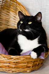 Fototapeta na wymiar Black cat lying in a basket with purple pillow