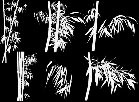 isolated white bamboo plant collection