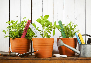 Potted herbs on shelf with shovel and watering can © eyewave