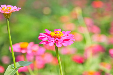 Zinnia flower